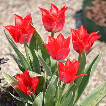 Liliju ziedu tulpe