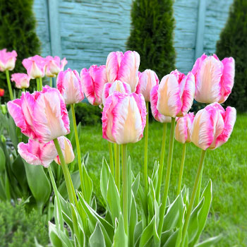 Papagaiļu tulpe