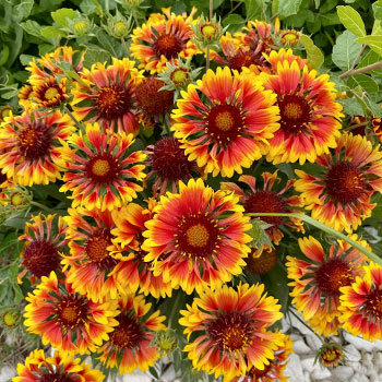 Rudbekijas