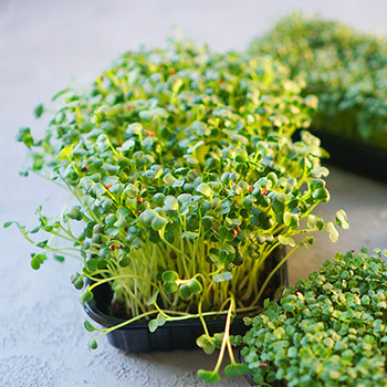 Sēklu diedzēšana