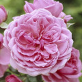 Floribunda roze Berleburg ®, С5 interface.image 1 interface.art 6170