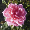 Floribunda roze Berleburg ®, С5 interface.image 2 interface.art 6170