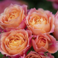 Floribunda roze Briosa®, C5 interface.image 2 interface.art 6149