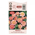 Floribunda roze Briosa®, C5 interface.image 4 interface.art 6149