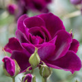 Floribunda roze Burgundy Iceberg®, C5 interface.image 2 interface.art 6146