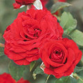 Floribunda roze Carmine™ Vaza ®, С3 interface.image 1 interface.art 6171
