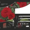 Floribunda roze Carmine™ Vaza ®, С3 interface.image 2 interface.art 6171