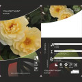 Floribunda roze Dark Yellow™ Vaza ®, С3 interface.image 2 interface.art 6173
