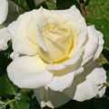 Floribunda roze Kronprinsesse Mary ®, С5 interface.image 1 interface.art 4970