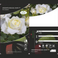 Floribunda roze Kronprinsesse Mary ®, С5 interface.image 2 interface.art 4970