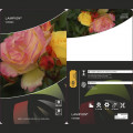 Floribunda roze Lampion ®, С3 interface.image 3 interface.art 6175