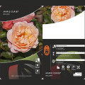 Floribunda roze Marie Curie ®, С3 interface.image 3 interface.art 6176
