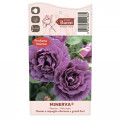 Floribunda roze Minerva®, C5 interface.image 3 interface.art 6145