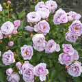 Floribunda roze Nautica®, C5 interface.image 1 interface.art 6150