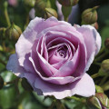 Floribunda roze Nautica®, C5 interface.image 2 interface.art 6150