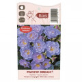 Floribunda roze Pacific Dream®, C5 interface.image 5 interface.art 6148