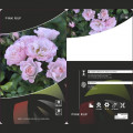 Floribunda roze Pink Ruf, С5 interface.image 2 interface.art 6177