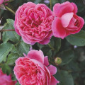 Floribunda roze Raspberry ™, С3 interface.image 2 interface.art 6178