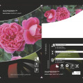 Floribunda roze Raspberry ™, С3 interface.image 3 interface.art 6178