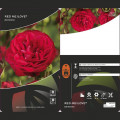 Floribunda roze Red Meilove ®, С3 interface.image 2 interface.art 4555