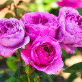 Floribunda roze Adore Aroma®, С3 interface.image 2 interface.art 2065