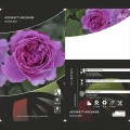 Floribunda roze Adore Aroma®, С3 interface.image 3 interface.art 2065
