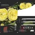 Floribunda roze Citronchello™, С3 interface.image 2 interface.art 5821