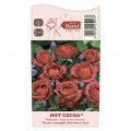 Floribunda roze Hot Cocoa®, C5 interface.image 5 interface.art 5509