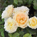 Floribunda roze Lemon™ Vaza ®, С5 interface.image 1 interface.art 4989