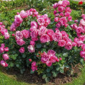 Floribunda roze Leonardo da Vinci ®, C3 interface.image 2 interface.art 4553