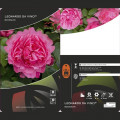 Floribunda roze Leonardo da Vinci ®, C3 interface.image 3 interface.art 4553