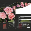 Floribunda roze Perfume Fashion ®, C3 interface.image 2 interface.art 4978