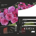 Floribunda roze Pink Vaza ®, C3 interface.image 2 interface.art 5004
