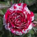 Floribunda roze Scentimental®, C5 interface.image 2 interface.art 5516