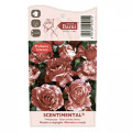 Floribunda roze Scentimental®, C5 interface.image 4 interface.art 5516