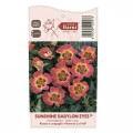 Floribunda roze Sunshine Babylon Eyes®, C5 interface.image 3 interface.art 5517
