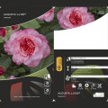 Lielziedu roze Augusta Luise ®, C3 interface.image 2 interface.art 4561