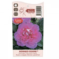 Lielziedu roze Borneo Odore®, C5 interface.image 4 interface.art 6157