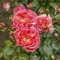 Floribunda roze Designer Sunset ®, C3 interface.image 1 interface.art 4984