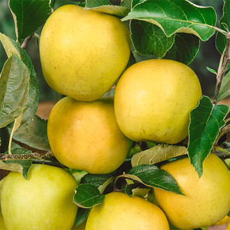 Ābele Golden Reinders, C2 interface.image 8