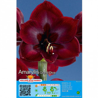 Amarillis (Hippeastrum) Grand Diva interface.image 3