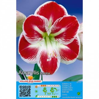 Amarillis (Hippeastrum) Samba interface.image 3