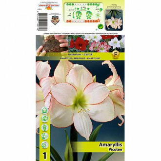 Amarillis Picotee interface.image 4