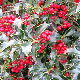 Aslapu ilekss (Ilex), Alaska interface.image 1