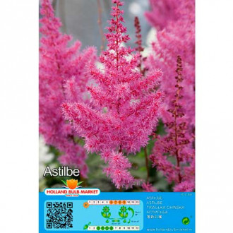 Astilbe Purple interface.image 3