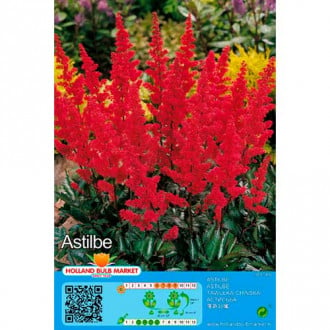 Astilbe Red interface.image 5