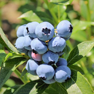 Augstās krūmmellenes Vaccinium Corymbosum Bluejay interface.image 1
