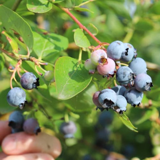 Augstās krūmmellenes Vaccinium Corymbosum Duke, P9 interface.image 5