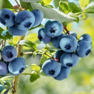 Augstās krūmmellenes Vaccinium Corymbosum Spartan, P9 interface.image 6