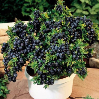 Augstās krūmmellenes Vaccinium Corymbosum Top Hat, P9 interface.image 6